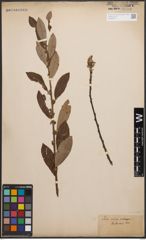 Foto von Salix cinerea L.